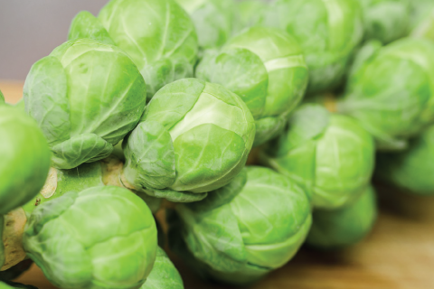 Brussel Sprout กะหล่ำดาว ในงานเทศกาล